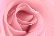Beautiful Pink Rose Close Up.