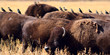 Bison and Birds
Panoramic photo of a bison herd with cattle birds lined up on their backs. Yellowstone National Park
