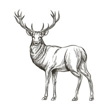 Hand Drawn Deer