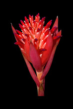 Red Flower Isolated On Black Background, Clipping Path