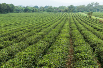 Sticker - Green tea field