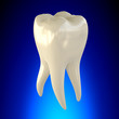© decade3d - Tooth Molar Healthy