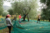 Fototapeta Natura - olive picking
