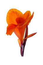 Orange Canna Lily Flowers On White Background. Clipping Path