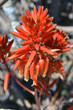  Red Aloe Vera flower.Tenerife,Canary Ialands.