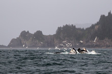 Humpback Whales Bubble Feeding In Alaska Kenai Fjords National P