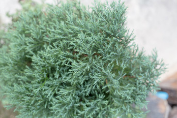 Blue pine in closeup