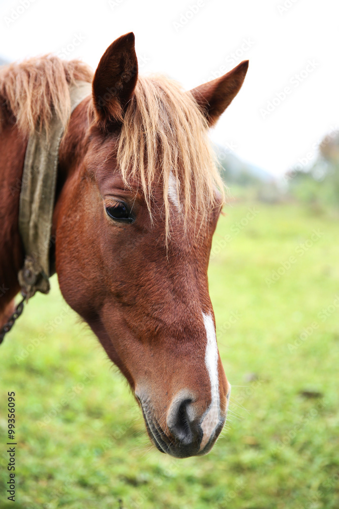 Horse grazing on meadow