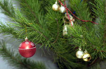 Wall Mural - New year tree with round Christmas balls on branches closeup