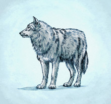 Color Engrave Ink Draw Wolf Illustration