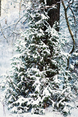 Winter fir forest