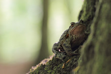 Close-up Frog Toad (Bufo Bufo)