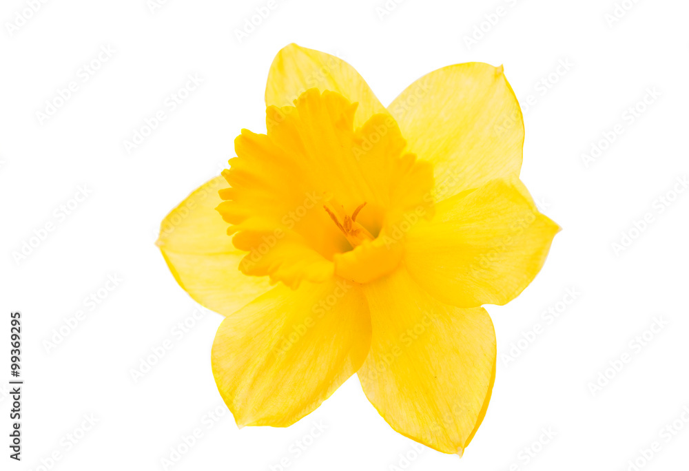 daffodil yellow flower - obrazy, fototapety, plakaty 