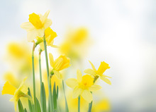 Spring Daffodils In  Garden