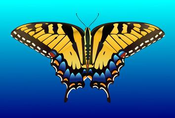 Wall Mural - Butterfly Clip Art - Species: Tiger Swallowtail - Vector Image