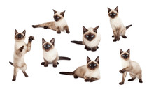 Cute Siamese Kitten In Different Positions