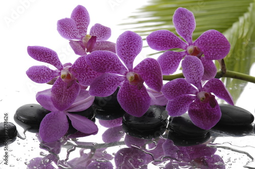 Naklejka na meble Lying down branch pink orchid with stones on wet background