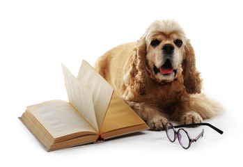 Wall Mural - Dog and books isolated on white