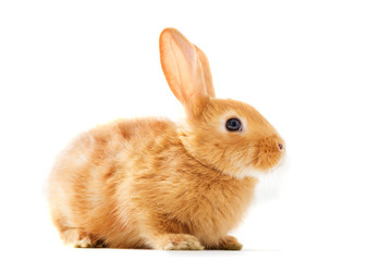 isolated image of a brown bunny rabbit