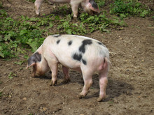 Muddy Pigs In Field