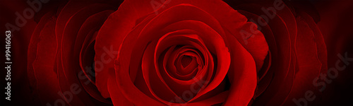 Illustration: red roses flower background red roses flower background