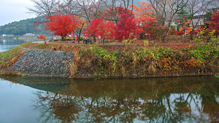 Wall Mural - Colorful trees at Kawahuchiko lake