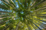 Fototapeta Sypialnia - An Image of Bamboo Forest