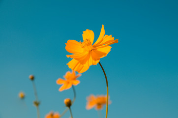 cosmos flower,comos spp,compositae , color process