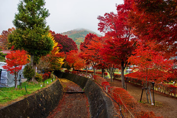 maple corridor at autumn in kawaguchiko