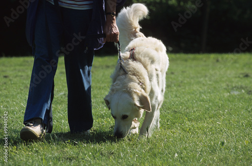 Chien Maitre Race Golden Retriever Buy This Stock Photo