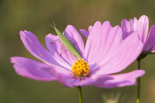 Grasshopper On Purple Flowers