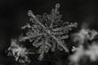© constantincornel - Extreme magnification - Real snowflake