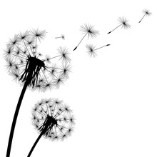 Black Silhouette With Flying Dandelion Buds On A White Backgroun