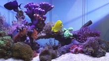 Salt Water Fish Tank With Reef Coral Aquarium