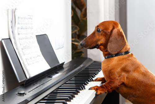 Fotografía Funny dog playing the piano