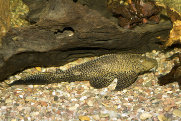 Wall Mural - Big suckermouth catfish