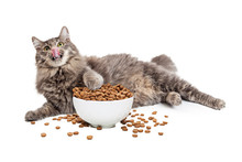 Lazy Cat Eating Big Bowl Of Food