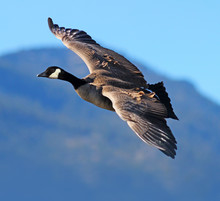 Canada Goose Flying