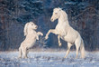 Beautiful white andalusian stallion playing with little shetland pony in winter