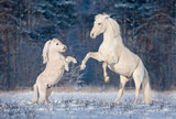 Fototapeta Konie - Beautiful white andalusian stallion playing with little shetland pony in winter