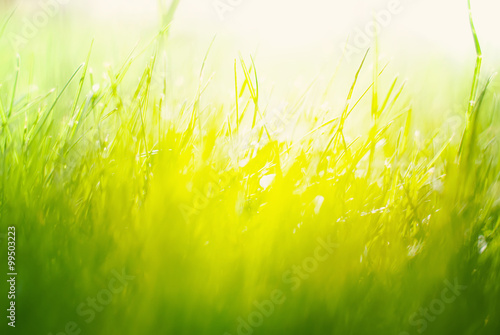 Fotografía Background with Green Summer Landscape. Grass in Sunlight
