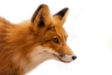 Head Of Red Fox Isolated On White / Close Up Of A Red Fox Isolated On White Background