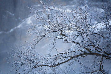 winter tree