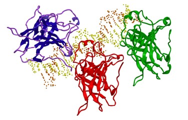 Wall Mural - Molecular structure-interaction of protein p53 to DNA