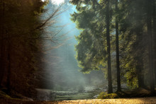 Light Rays Through The Trees . Late Autumn Landscape , A Walk Through The Woods Near Brasov. Romania. Soft Focus, Blured Background, Low Key, Dark Background, Spot Lighting, And Rich Old Masters