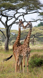 Fototapeta Sawanna - Two giraffes in savanna. Kenya. Tanzania. East Africa. An excellent illustration.