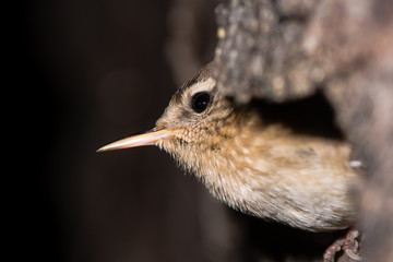 Wren (Troglodytes Troglodytes) emerging from roost. Leaving a hollow in a tree, close-up of head
