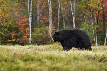 Wall Mural - Black Bear (Ursus americanus) Walks Left in Autumn Colors