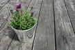 © jeepbabes - urbano shabby chic aster blumentopfeimer einfachheit copy space kulisse konzept