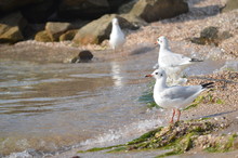 White Seagull Walking On The Shelly Seashore
